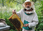 Пчеловоды Томской области обсудят проблемы подотрасли